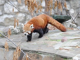 Смотреть фото Малая Панда Фото Малая Панда