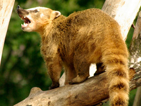 Обыкновенная носуха Обыкновенная носуха