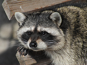 Енот-полоскун Енот-полоскун