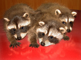 Енот-полоскун Енот-полоскун