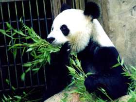 Смотреть фото Большая панда (Бамбуковый медведь) Фото Большая панда (Бамбуковый медведь)