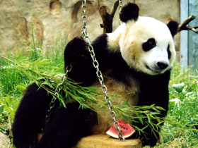 Большая панда (Бамбуковый медведь) Большая панда (Бамбуковый медведь)