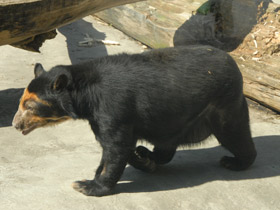 Смотреть фото Очковый медведь Фото Очковый медведь