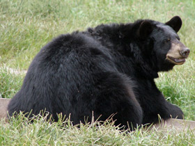 Смотреть фото Американский черный медведь Фото Американский черный медведь