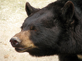Смотреть фото Американский черный медведь Фото Американский черный медведь