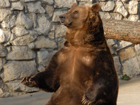 Бурый медведь Бурый медведь