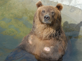 Смотреть фото Животные - символы Фото Животные - символы