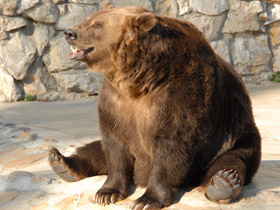 Смотреть фото Животные - символы Фото Животные - символы