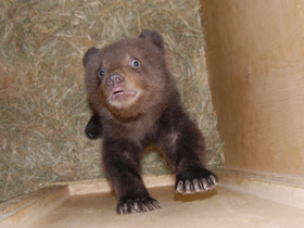 Смотреть фото Бурый медведь Фото Бурый медведь