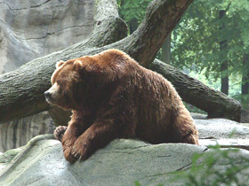 Бурый медведь Бурый медведь