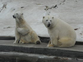 Смотреть фото Белый медведь Фото Белый медведь