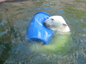 Смотреть фото Белый медведь Фото Белый медведь