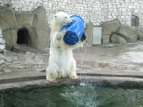 Смотреть фото Белый медведь Фото Белый медведь