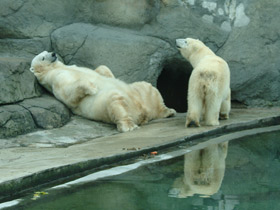 Смотреть фото Белый медведь Фото Белый медведь