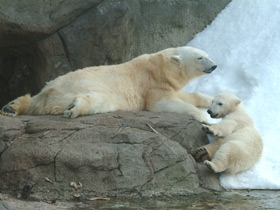 Белый медведь Белый медведь