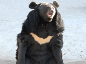 Смотреть фото Гималайский медведь Фото Гималайский медведь