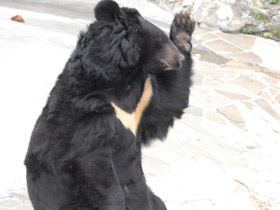 Смотреть фото Гималайский медведь Фото Гималайский медведь