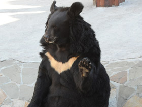 Гималайский медведь Гималайский медведь