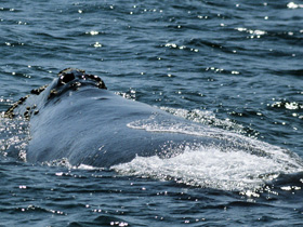 Фото Японский кит