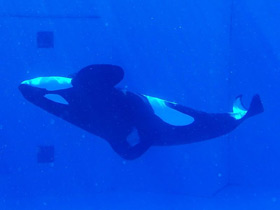 Смотреть фото Косатка Фото Косатка