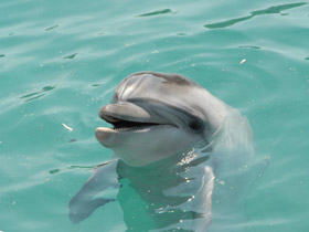 Афалина Афалина