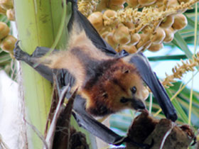 Фото Маврикийская летучая лисица