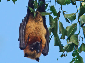 Смотреть фото Коморская летучая собака Фото Коморская летучая собака
