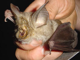 Фото Rhinolophus cohenae