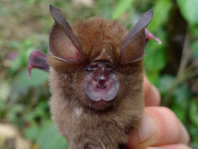 Фото Гвинейский подковонос