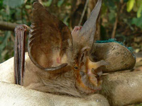 Фото Подковонос Маклауда