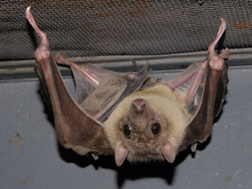 Фото Нильский крылан