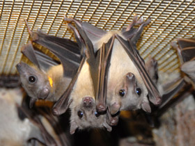 Фото Нильский крылан