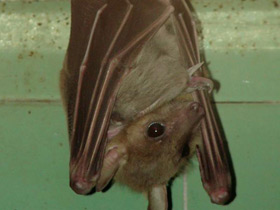 Фото Можно ли видеть в темноте?