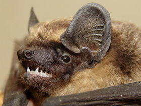 Смотреть фото Слепые животные Фото Слепые животные