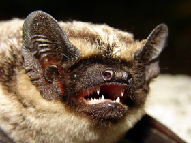 Фото Двухцветный кожан