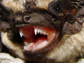 Фото Двухцветный кожан