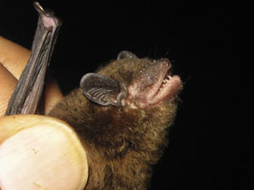 Фото Neoromicia roseveari