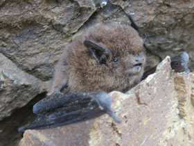 Фото Мадейрский нетопырь