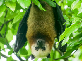 Фото Альдабрская летучая лисица