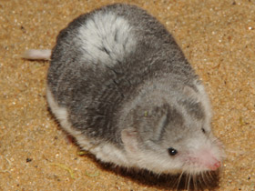 Фото Пегий путорак