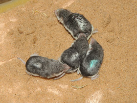 Фото Пегий путорак