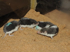 Фото Пегий путорак