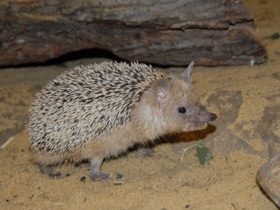 Фото Африканский карликовый еж