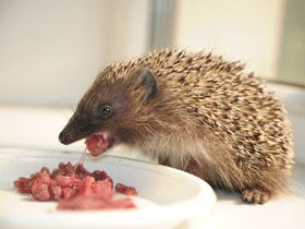 Смотреть фото Белогрудый ёж Фото Белогрудый ёж
