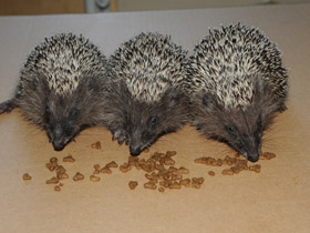 Белогрудый ёж Белогрудый ёж