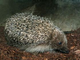 Смотреть фото Белогрудый ёж Фото Белогрудый ёж