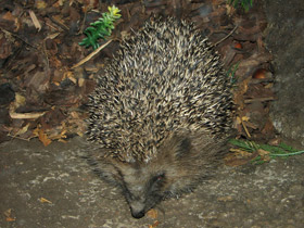 Фото Обыкновенный ёж