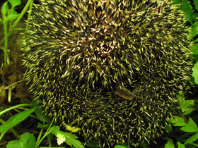 Смотреть фото Кто впадает в спячку? Фото Кто впадает в спячку?