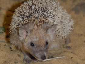 Смотреть фото Ушастый ёж Фото Ушастый ёж