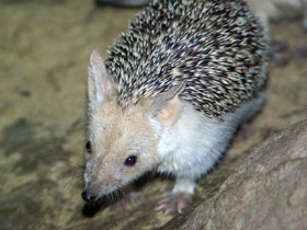Смотреть фото Ушастый ёж Фото Ушастый ёж
